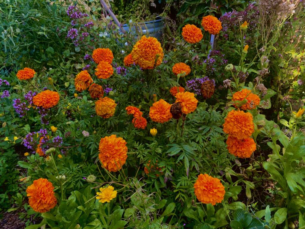 marigolds in a garden setting. photograph taken at the end of the day so the image shows the falling light