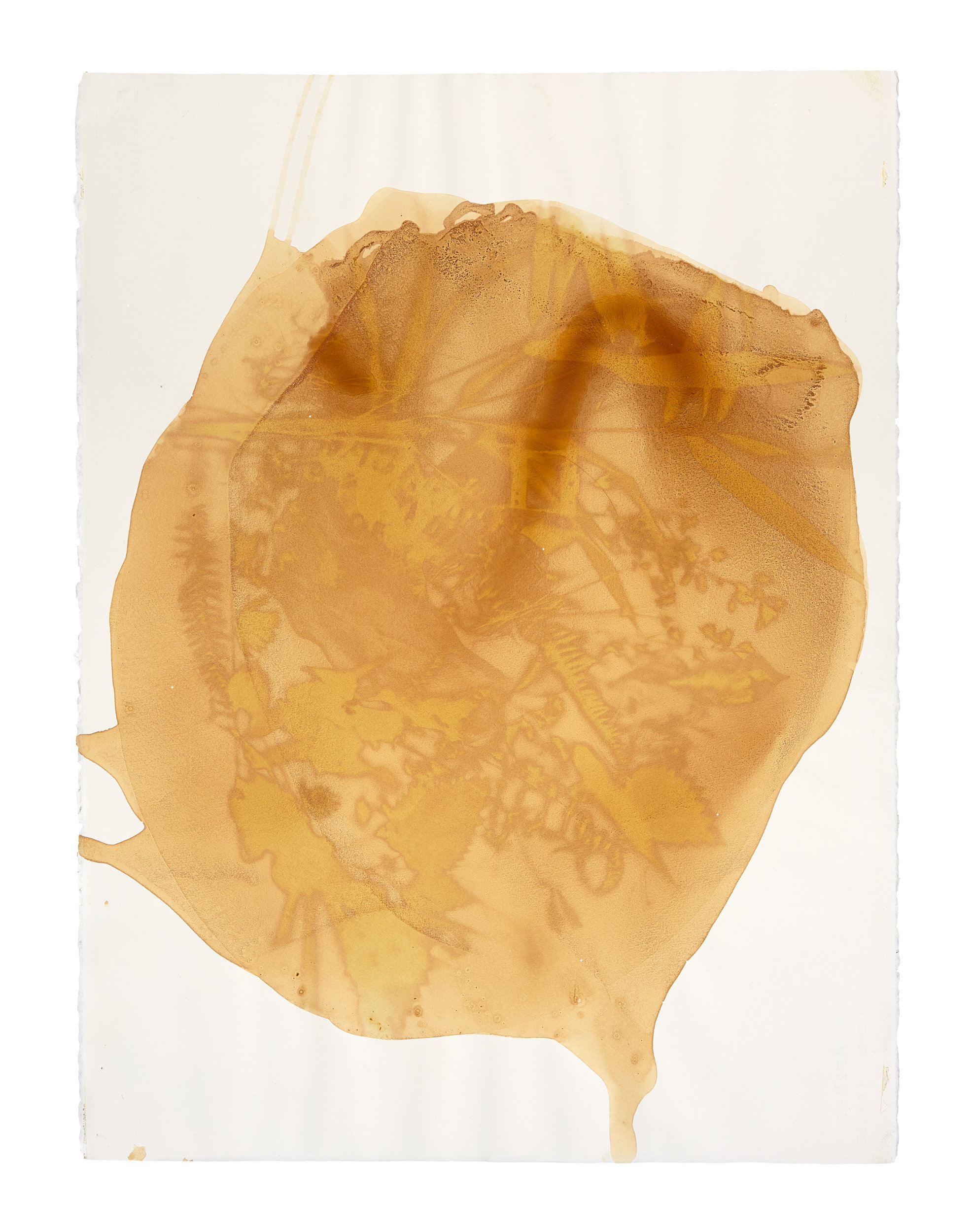 Anthotype from the photodynamic garden by Trudi Lynn Smith showing compost on camellia 2019