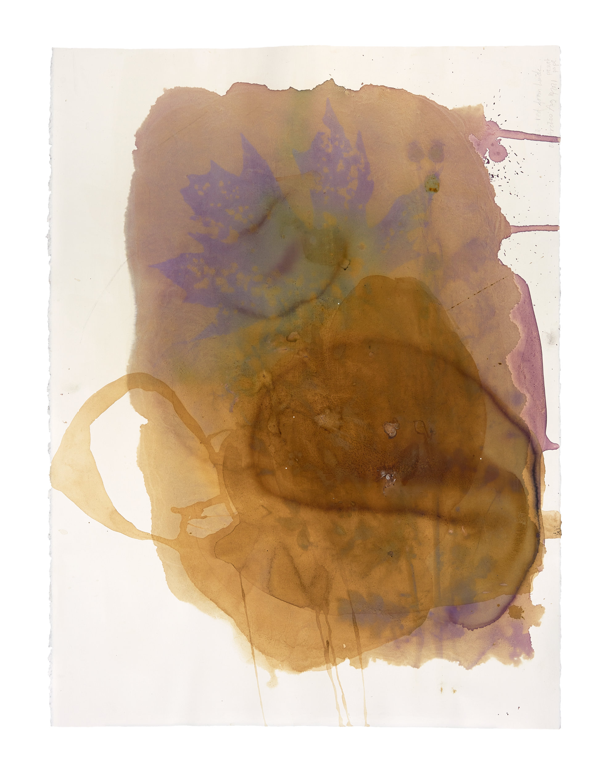 with compost. an anthotype made with red rose with compost solar print.