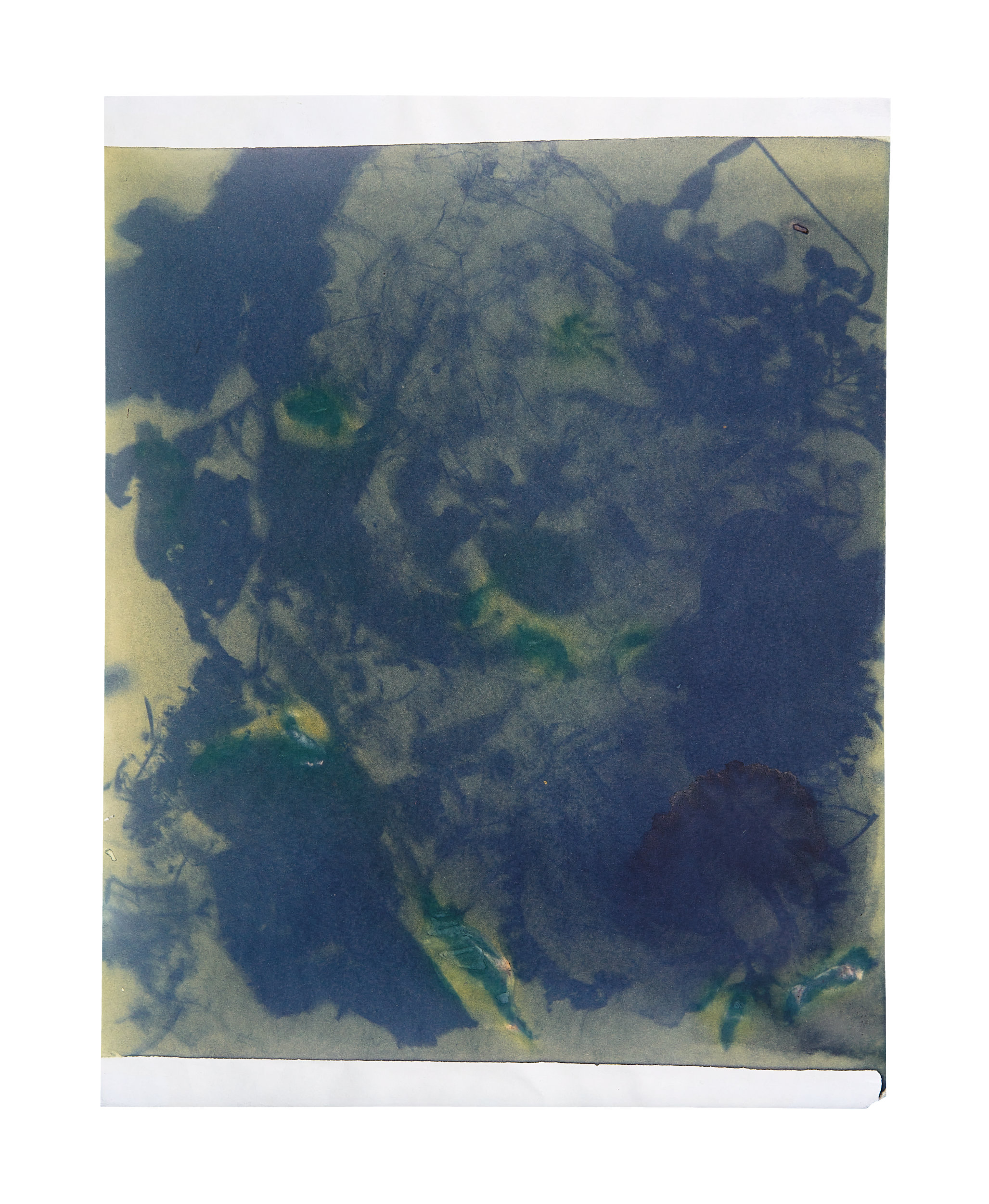 Anthotype process showing tulip emulsion on cartridge paper with compost sun print.